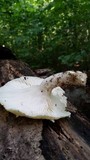 Lentinus levis image