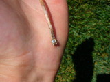 Panaeolus cinctulus image