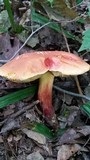 Boletus pallidoroseus image