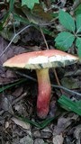 Boletus pallidoroseus image