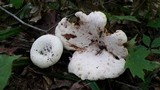 Lactarius subvellereus var. subdistans image