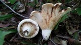 Lactarius subvellereus image