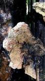 Hapalopilus croceus image