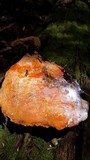 Hapalopilus croceus image