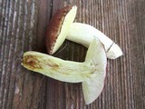 Suillus brevipes image