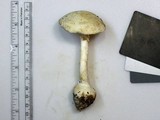 Amanita elliptosperma image