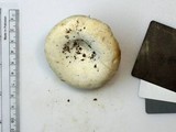 Lactarius subvellereus image