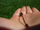 Panaeolus cinctulus image