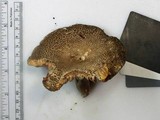Russula eccentrica image