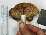 Russula eccentrica image