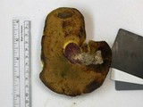 Boletus pallidoroseus image