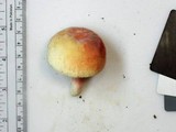 Russula flavisiccans image