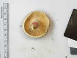 Russula flavisiccans image