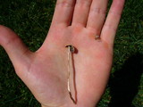 Panaeolus cinctulus image