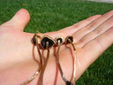 Panaeolus cinctulus image