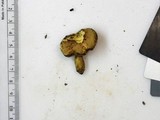 Aureoboletus innixus image