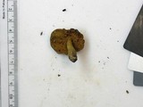Aureoboletus innixus image