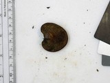 Boletinellus merulioides image