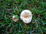 Lactarius pubescens image