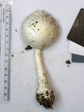 Amanita elliptosperma image