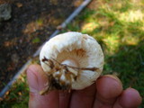 Lactarius pubescens image