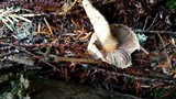 Chroogomphus tomentosus image
