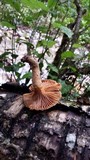 Chroogomphus tomentosus image