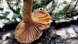 Chroogomphus tomentosus image