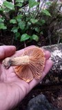 Chroogomphus tomentosus image