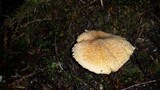Chroogomphus tomentosus image