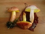 Aureoboletus gentilis image