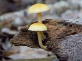 Gymnopilus lepidotus image