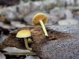 Gymnopilus lepidotus image
