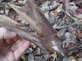 Gymnopilus lepidotus image