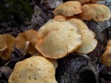 Gymnopilus lepidotus image