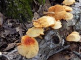 Gymnopilus lepidotus image