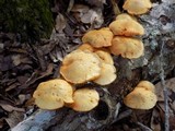 Gymnopilus lepidotus image