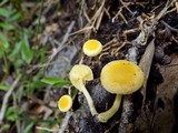Gymnopilus lepidotus image