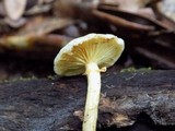 Gymnopilus lepidotus image