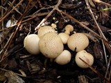 Scleroderma areolatum image