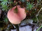 Chalciporus pseudorubinellus image