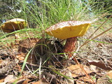 Frostiella russellii image