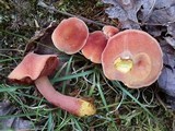 Chalciporus pseudorubinellus image