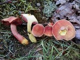 Chalciporus pseudorubinellus image