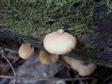 Crepidotus crocophyllus image