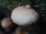 Crepidotus crocophyllus image