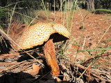 Frostiella russellii image