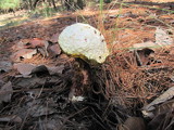 Frostiella russellii image