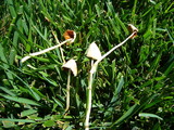 Conocybe apala image