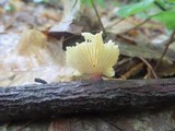 Neofavolus suavissimus image